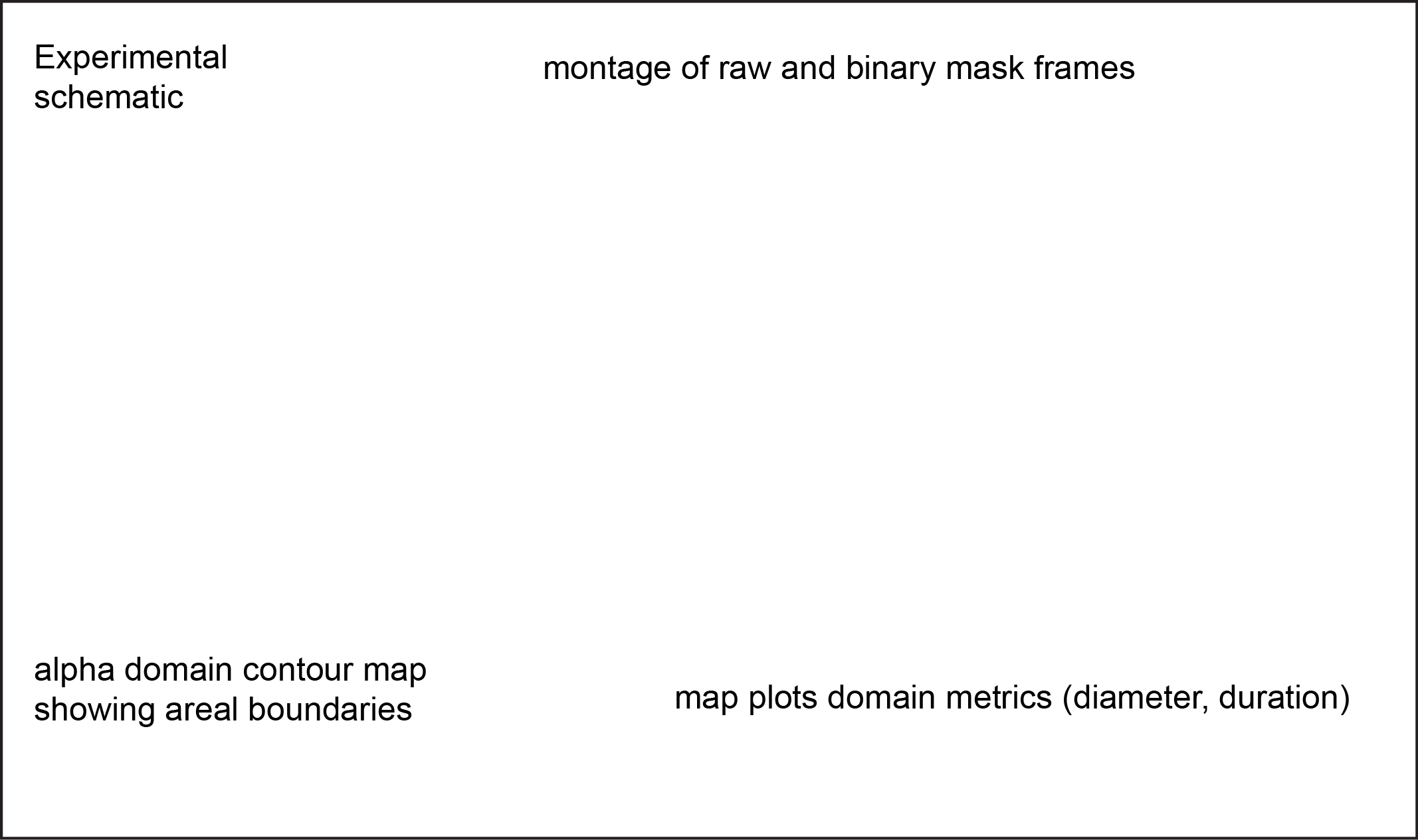 Figure 1. Calcium domains throughout neonatal mouse isocortex