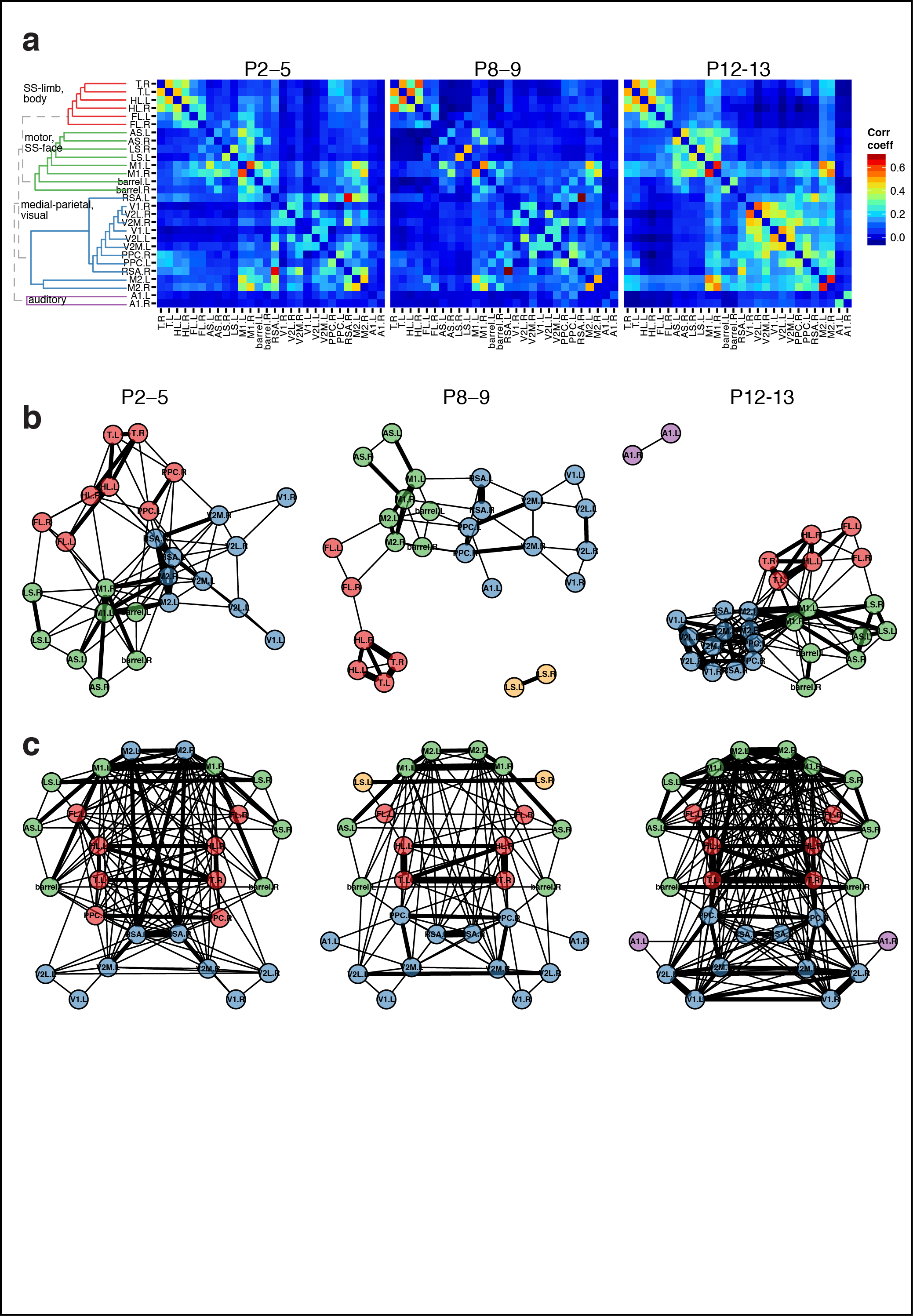 Figure 5. Subnetworks in developing isocortex. a Correlation matrix of domain activity among cortical areas. Colormap indicates Pearson's r correlation coefficient values. b Graph of functional connections for r > 0.15. Community structure detected with hierarchical clustering are indicated in 4 colors. Notice that S1-limb/body regions form a distinct subgraph (red). c Map of cortical area associations for r > 0.1.