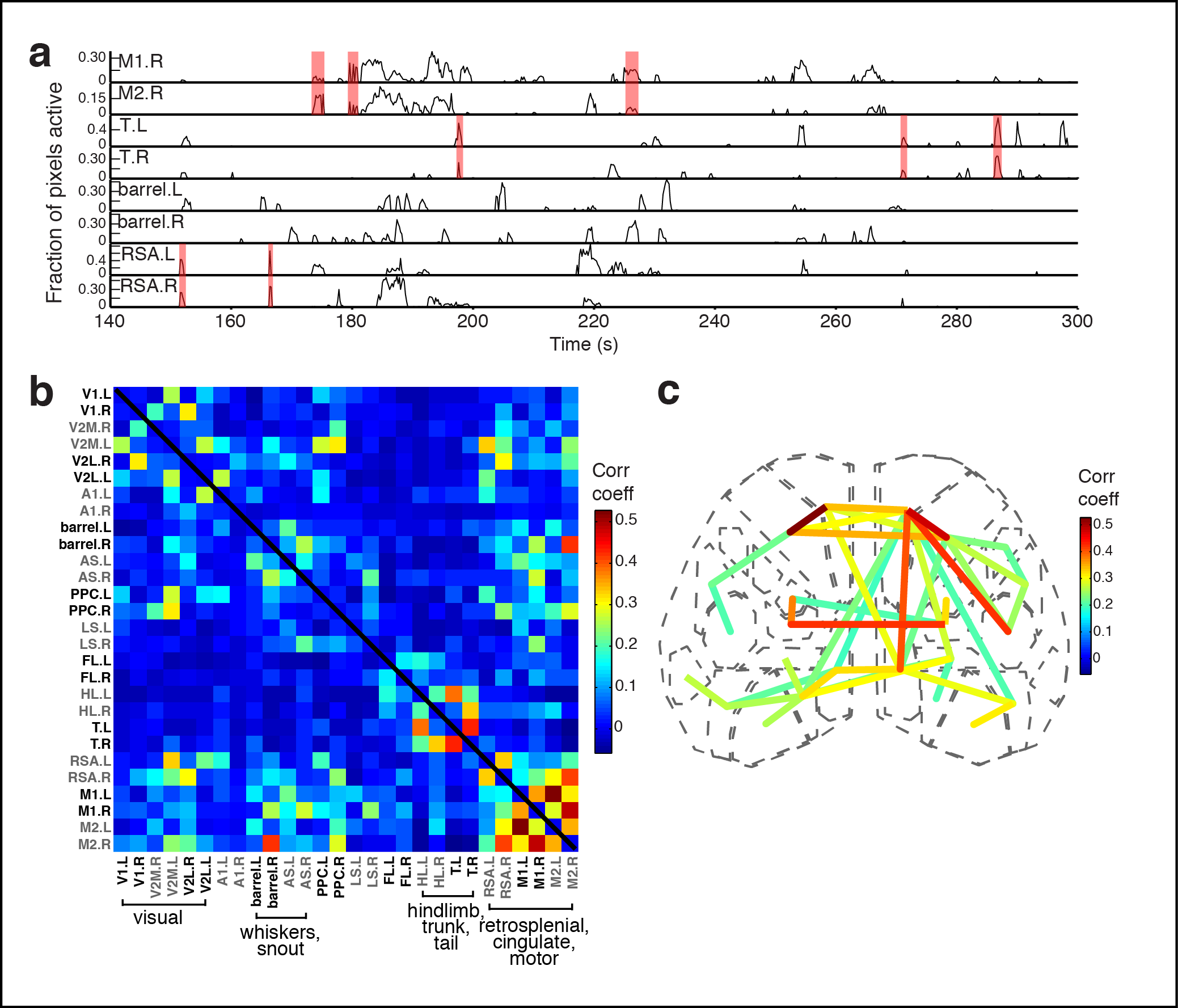 Figure 3. Cortical domains are state dependent. a Experimental schematic. Red light illumination measured with a photodiode (PD) was used to monitor motor activity. b dF/F image sequence showing cortical domain activity before and after isoflurane anesthesia within a single recording. c Cortical activity (active fraction) in each hemisphere after onset of gas anesthetic. e Cortical activity and coincident motor activity signals. Moving averages of cortical and motor activity at 10 s and >70 s windows. f Single frame domain masks for times indicated in e. g Autocorrelation and cross-correlation functions for cortical and motor activity for the whole recording or during just the active-motor-period. Notice the correlation between cortical and motor activity above random noise and that motor activity generally follows cortical activity (shift towards right).