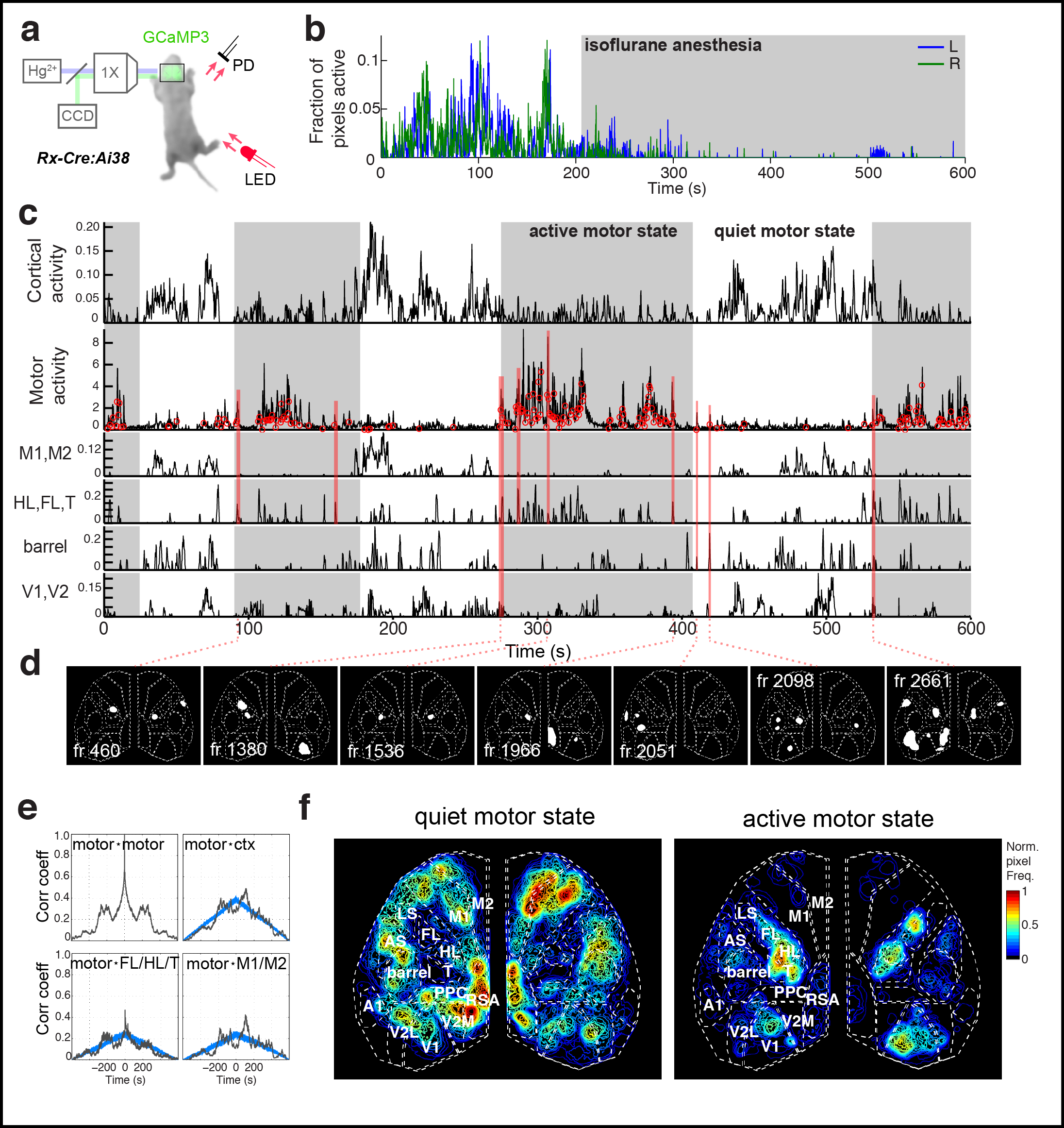 Figure 4. Subnetworks in developing isocortex. a Areal trace examples. b Correlation matrix of domain activity among cortical areas. c Graph.
