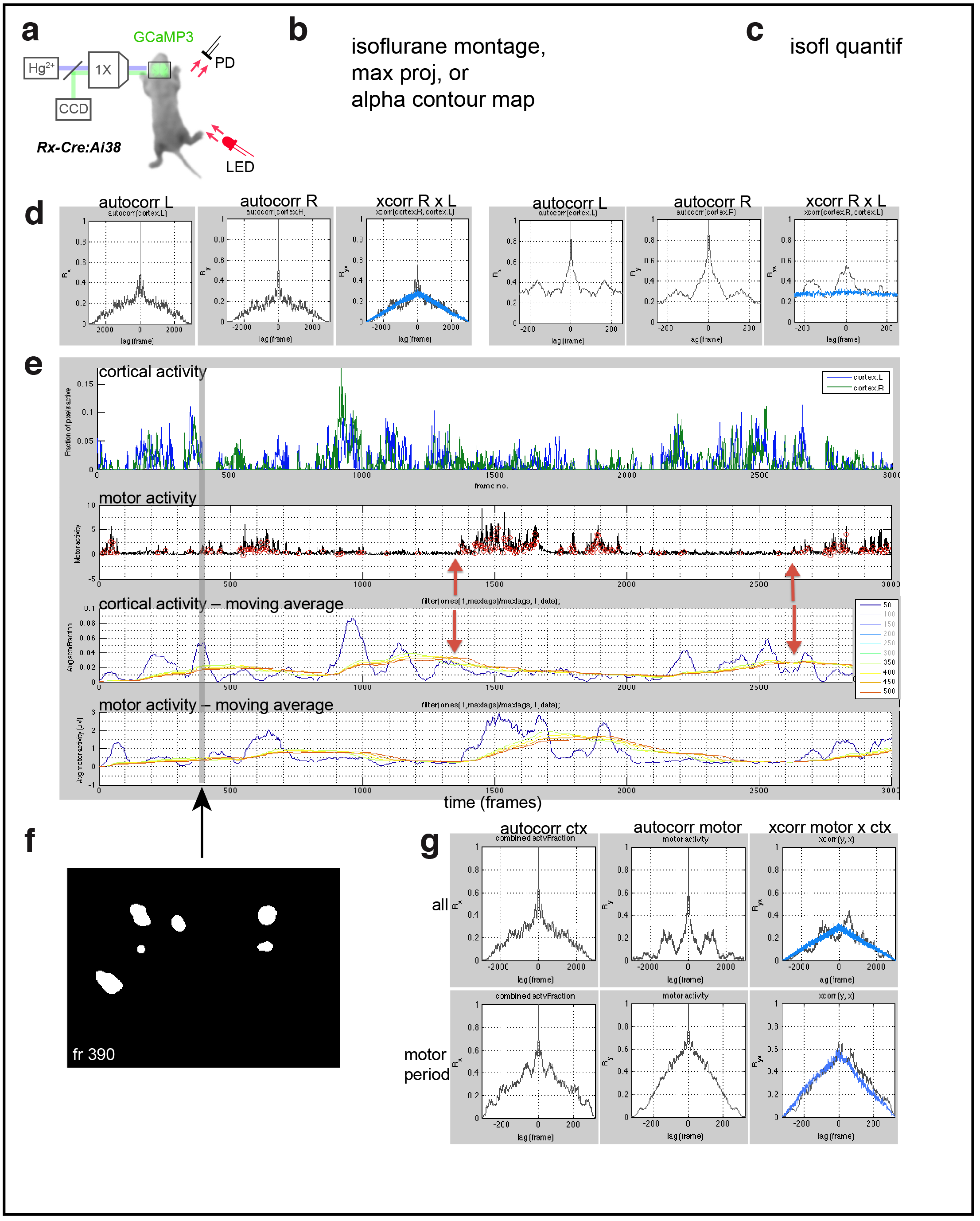 Figure 2. Cortical domains are state dependent