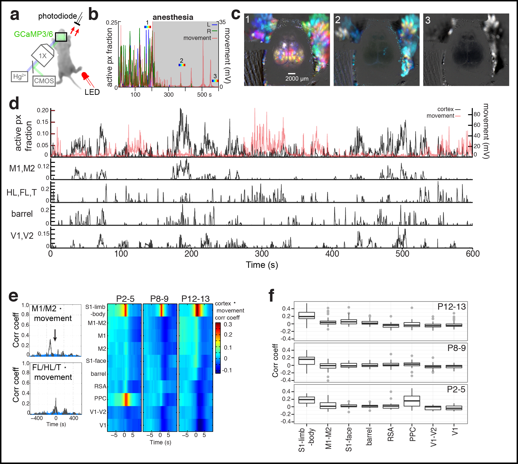 Figure 3. Cortical domain activity is state dependent. a Experimental schematic. Red light illumination measured with a photodiode (PD) was used to monitor motor movements. b Cortical activity (active pixel fraction by hemisphere) and motor movement signal after onset of isoflurane anesthesia at 205 s. c Time projection maps (40 s segments) at times indicated in recording from b. d Cortical activity and coincident motor activity signals. Gray shading indicates active and quiet motor periods determined by the half-rise and decay times from peak in the low pass filtered motor signal. Active pixel fraction traces for motor (M1,M2), somatosensory (HL,FL,T; barrel), and visual (V1,V2) cortex shown at bottom of panel. Red links show synchronized motor movements and brain activity with different cortical regions. e Single frame domain masks for times indicated in d. f Pixel activation frequency maps during quiet and active motor periods. g Cross-correlation functions between cortical regions and motor movement signals. Notice the general weak correlation between motor movement and all cortical activity signals (r = , p = ) and the high positive correlation between motor movement and S1-limb/body signals (r = 0.3019, p < 2.2e-16).