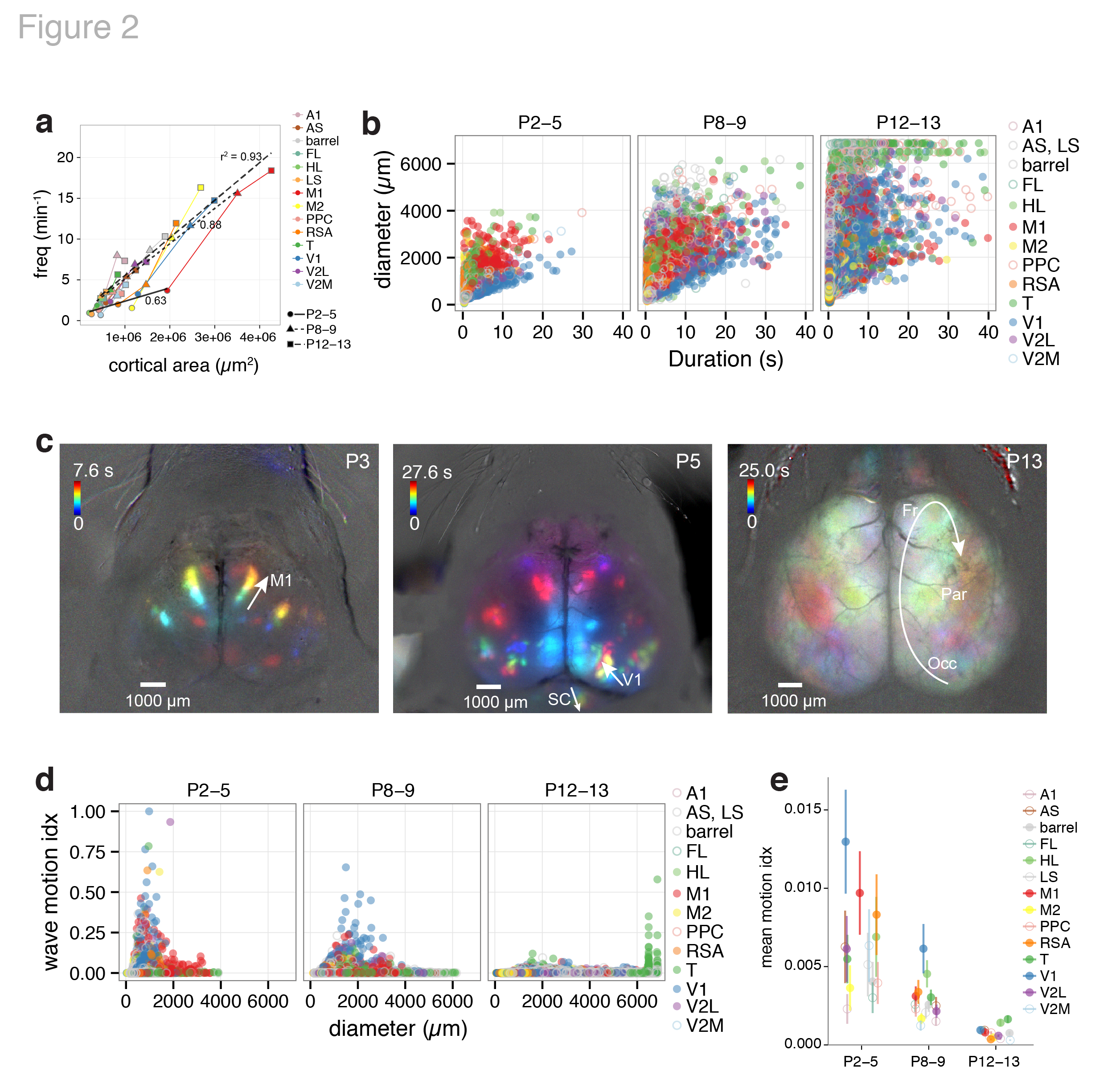 Figure 2. Spatiotemporal properties of cortical domains. a Domain frequency as function of cortical area size. b Scatterplots of domain diameter and duration. c Time projection maps of waves in motor cortex at P3, visual cortex at P5, and occipital-parietal-frontal cortex at P13. d Scatterplots of wave motion index as function of domain diameter. e Mean wave motion index over development.