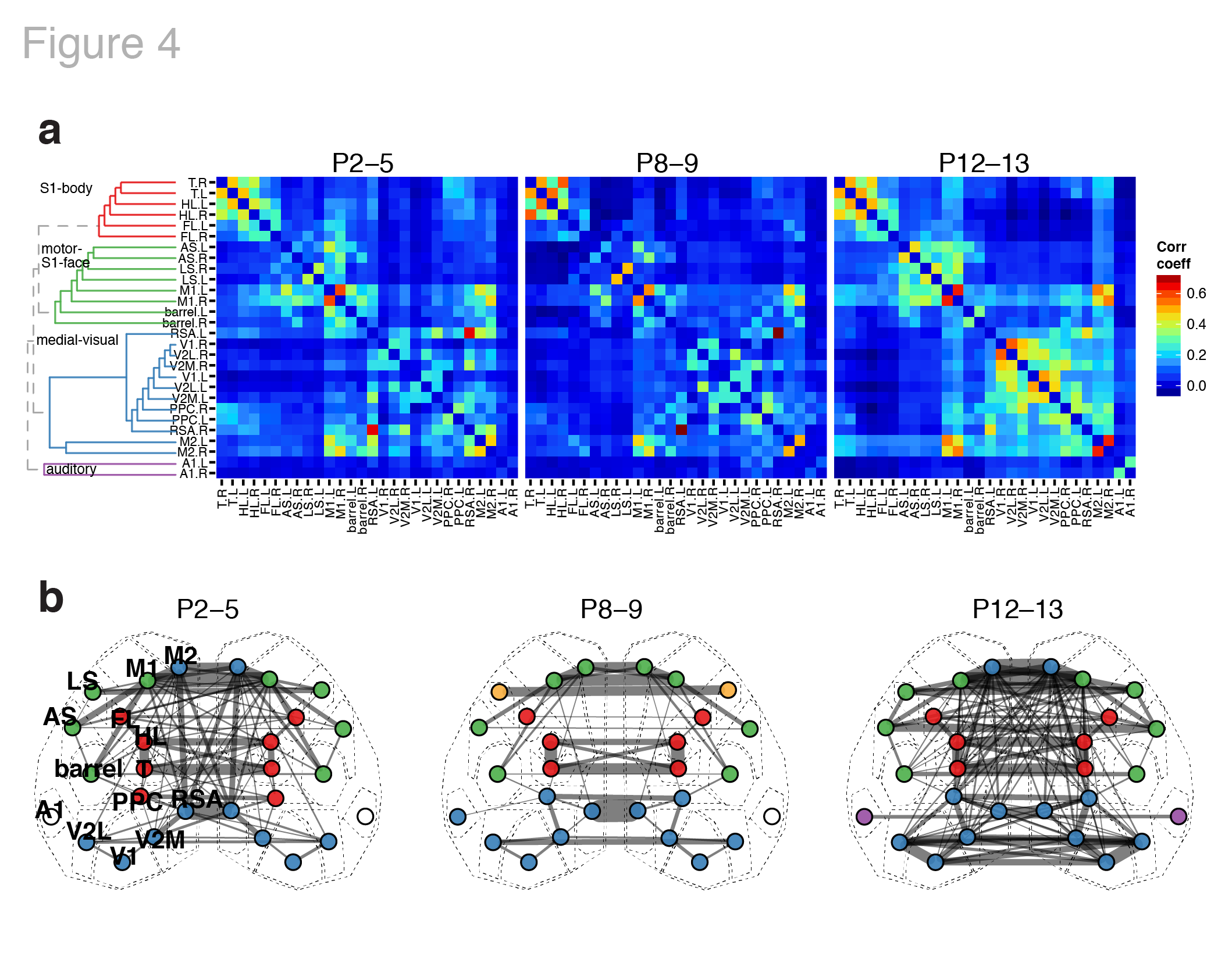Figure 4. Functional architecture of developing neocortex. a Group averaged correlation matrices of domain activity among cortical areas. Colormap indicates Pearson's r correlation coefficient values. Dendrogram and node order from community structure detected with hierarchical clustering in the P12-13 group. b Map of cortical area associations for r > 0.15. Node colors represent cortical communities detected with clustering within each age group. Edge width indicates the squared connection weight (r^2). Note both similarities in module membership and increased connection strength with age.