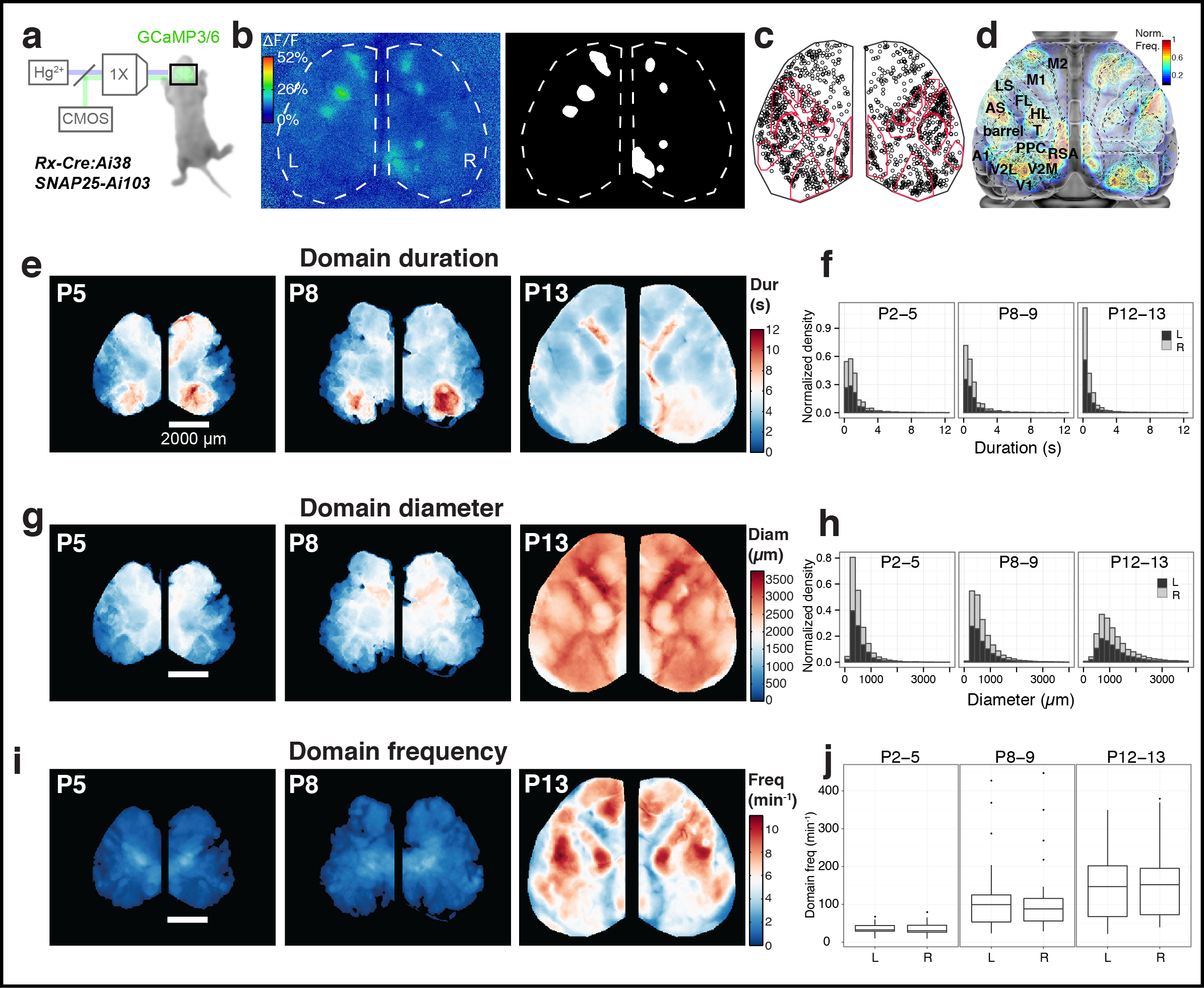  Figure 1. Calcium domains throughout neonatal mouse neocortex. a Experimental schematic. b Single image frame showing calcium domains in both hemispheres at postnatal day 3 (P3) and automatically detected domain masks. c Centroid positions for segmented domain masks from a 10 min recording. Points are overlaid on a reference map of primary sensory areas determined by thalamocortical inputs (red outlines). Notice rows of whisker barrels are evident in the structure of domain centroid positions. d Functional activity map at P3. Based on pixel activation frequency from all detected domains in a single 10 min recording. Map is overlaid on cortical areal parcellations. Notice localized maxima and minima of functional activity between areas that approximate known anatomical cortical area boundaries and the mirroring of map structure bilaterally. e Mean domain duration maps from 3 SNAP25-Ai103 mice. f Histograms showing domain durations distributions in the P2-5, P8-9, and P12-13 age groups and by cortical hemisphere (L, R). g Mean domain diameter maps from same 3 mice in e. h Histograms showing the distributions of domain diameters. i Mean domain frequency maps from same 3 mice in e. j Boxplot distributions of hemispheric domain frequencies.
