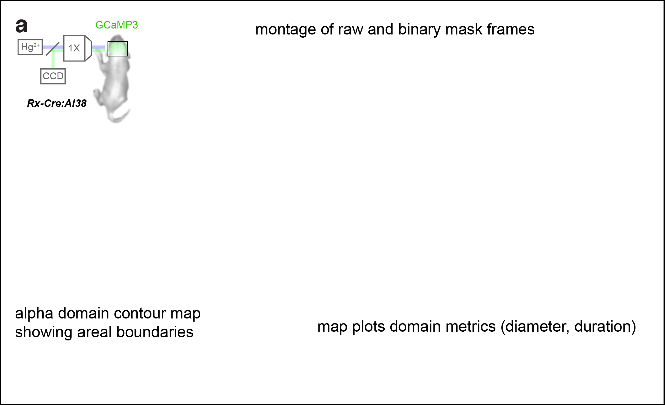Figure 1. Calcium domains throughout neonatal mouse isocortex