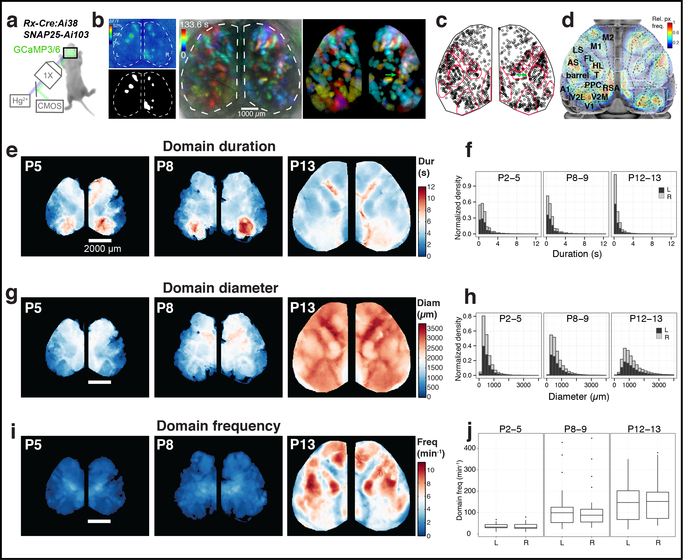  Figure 1. Calcium domains throughout neonatal mouse neocortex. a Experimental schematic. b Left panel: Single image frame showing calcium domains in both hemispheres at postnatal day 3 (P3) and the mask of detected domain signals. Middle and right panels: Time projection map from a raw dF/F movie segment and the corresponding map from automatically detected domain masks. Notice the individual domains of activity in the area of barrel cortex (arrow) c Centroid positions for segmented domain masks from a 10 min recording. Points are overlaid on a reference map of primary sensory areas determined by thalamocortical inputs (red outlines). Notice rows of whisker barrels are evident in the structure of domain centroid positions (arrow). d Functional activity map at P3. Based on pixel activation frequency from all detected domains in a single 10 min recording. Map is overlaid on cortical areal parcellations. Notice localized maxima and minima of functional activity between areas that approximate known anatomical cortical area boundaries and the mirroring of map structure bilaterally. e Mean domain duration maps from 3 SNAP25-Ai103 mice. f Histograms showing domain durations distributions in the P2-5, P8-9, and P12-13 age groups and by cortical hemisphere (L, R). g Mean domain diameter maps from same 3 mice in e. h Histograms showing the distributions of domain diameters. i Mean domain frequency maps from same 3 mice in e. j Boxplot distributions of hemispheric domain frequencies.