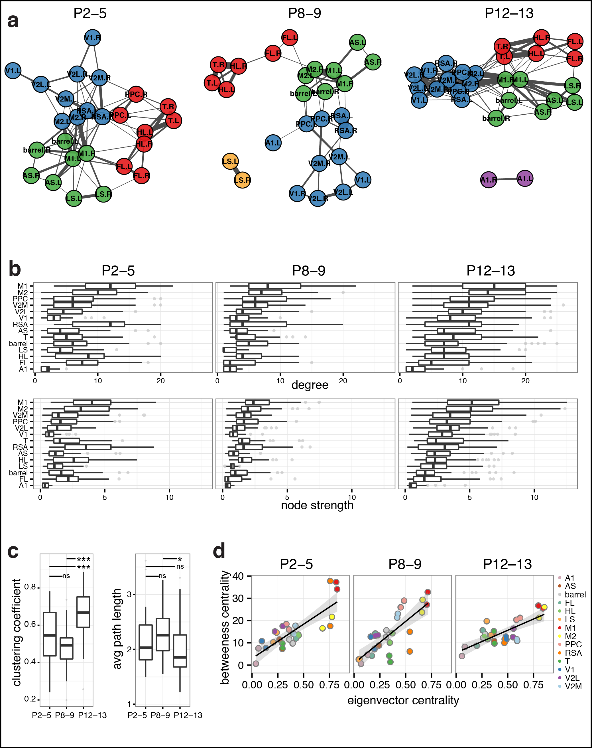  Figure 5. Dynamics of functional connectivity in developing neocortex. a Graph of functional connections for r > 0.15. Vertex colors represent cortical communities detected with clustering within each age group. b Boxplots of degree (number of links) and vertex strength (sum of connection weights) by cortical area. The distributions become increasingly ordered like the P12-13 group with age. c Boxplots of clustering coefficient and average path length by recording. d Scatterplots of mean network centrality scores by cortical area.