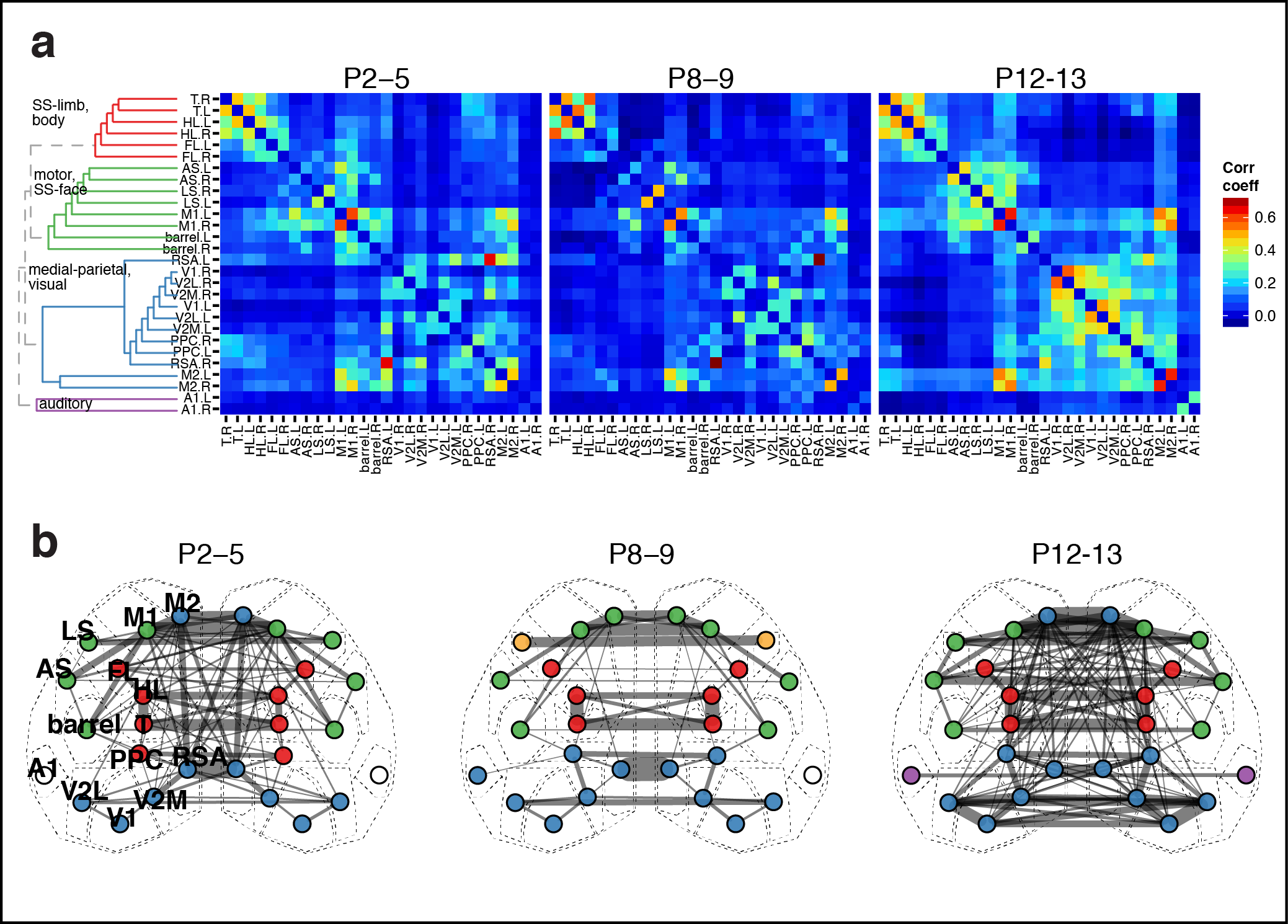  Figure 4. Functional architecture of developing neocortex. a Group averaged correlation matrices of domain activity among cortical areas. Colormap indicates Pearson's r correlation coefficient values. Dendrogram and node order from community structure detected with hierarchical clustering in the P12-13 group. b Map of cortical area associations for r > 0.15. Node colors represent cortical communities detected with clustering within each age group. Link width indicates the squared connection strength (r^2). Note both similarities in module membership and increased connection strengh with age.