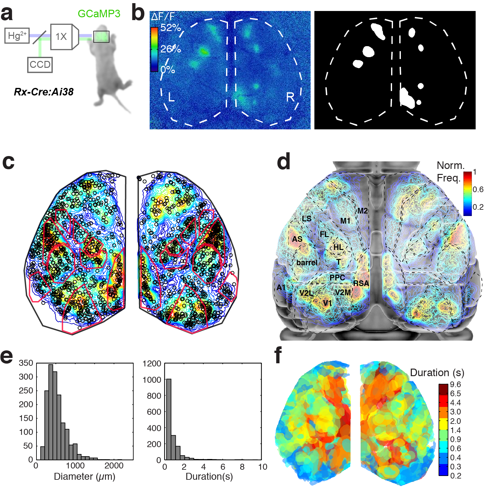 Figure 1. Calcium domains throughout neonatal mouse isocortex. a Experimental schematic. b Single image frame showing calcium domains in both hemispheres at P3 and automatically detected domain masks. c Functional activity map at P3. Based on pixel activation frequency from detected domains in a single 10 min recording. Map is overlaid on cortical areal parcellations. Notice localized maxima and minima of functional activity between areas that approximate known anatomical cortical area boundaries and the mirroring of map structure bilaterally. d Histograms showing the distribution of spatial diameters and durations for calcium domains.