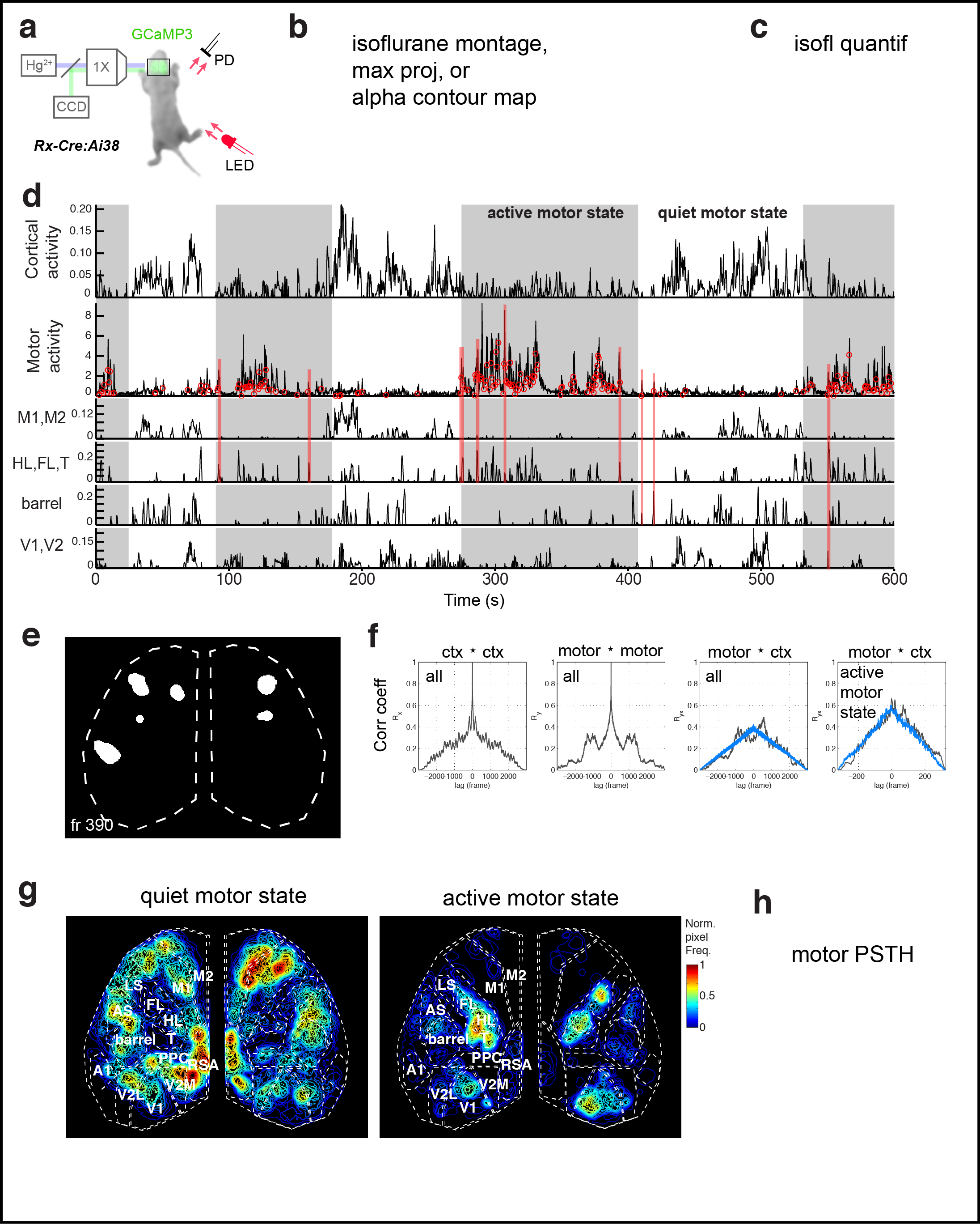 Figure 3. Cortical domains are state dependent. a Experimental schematic. Red light illumination measured with a photodiode (PD) was used to monitor motor activity. b dF/F image sequence showing cortical domain activity before and after isoflurane anesthesia within a single recording. c Cortical activity (active fraction) in each hemisphere after onset of gas anesthetic. e Cortical activity and coincident motor activity signals. Moving averages of cortical and motor activity at 10 s and >70 s windows. f Single frame domain masks for times indicated in e. g Autocorrelation and cross-correlation functions for cortical and motor activity for the whole recording or during just the active-motor-period. Notice the correlation between cortical and motor activity above random noise and that motor activity generally follows cortical activity (shift towards right).