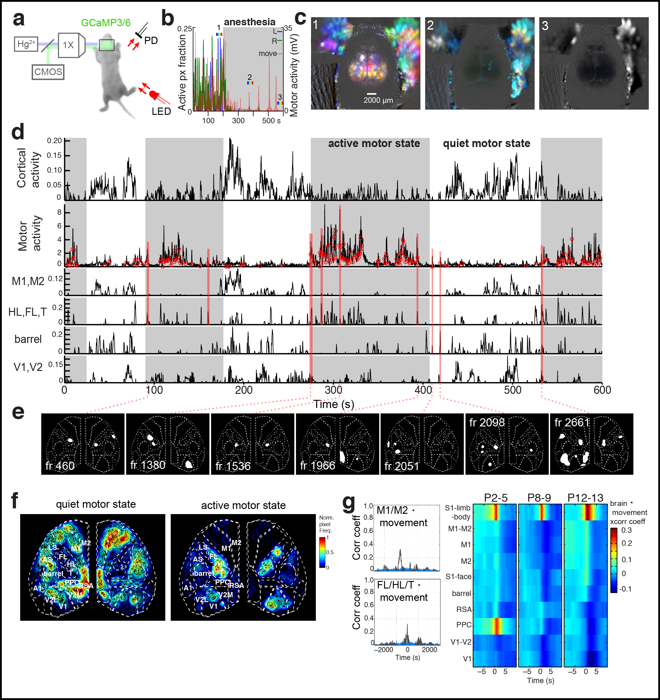 Figure 3. Cortical domains are state dependent. a Experimental schematic. Red light illumination measured with a photodiode (PD) was used to monitor motor activity. b Cortical activity (active fraction) in each hemisphere after onset of gas anesthetic. c Cortical activity and coincident motor activity signals. Gray shading indicates active and quiet motor periods determined by the half-rise and decay times from peak in the low pass filtered motor signal. Active pixel fraction traces for motor (M1,M2), somatosensory (HL,FL,T; barrel), and visual (V1,V2) cortex shown at bottom of panel. Red links show synchronized motor movements and brain activity with different cortical regions. d Single frame domain masks for times indicated in c. e Pixel activation frequency maps during quiet and active motor periods. f Cross-correlation functions between cortical regions and motor movement signals. Notice the general weak correlation between motor movement and all cortical activity signals (r = , p = ) and the high positive correlation between motor movement and S1-limb/body signals (r = 0.3019, p < 2.2e-16).