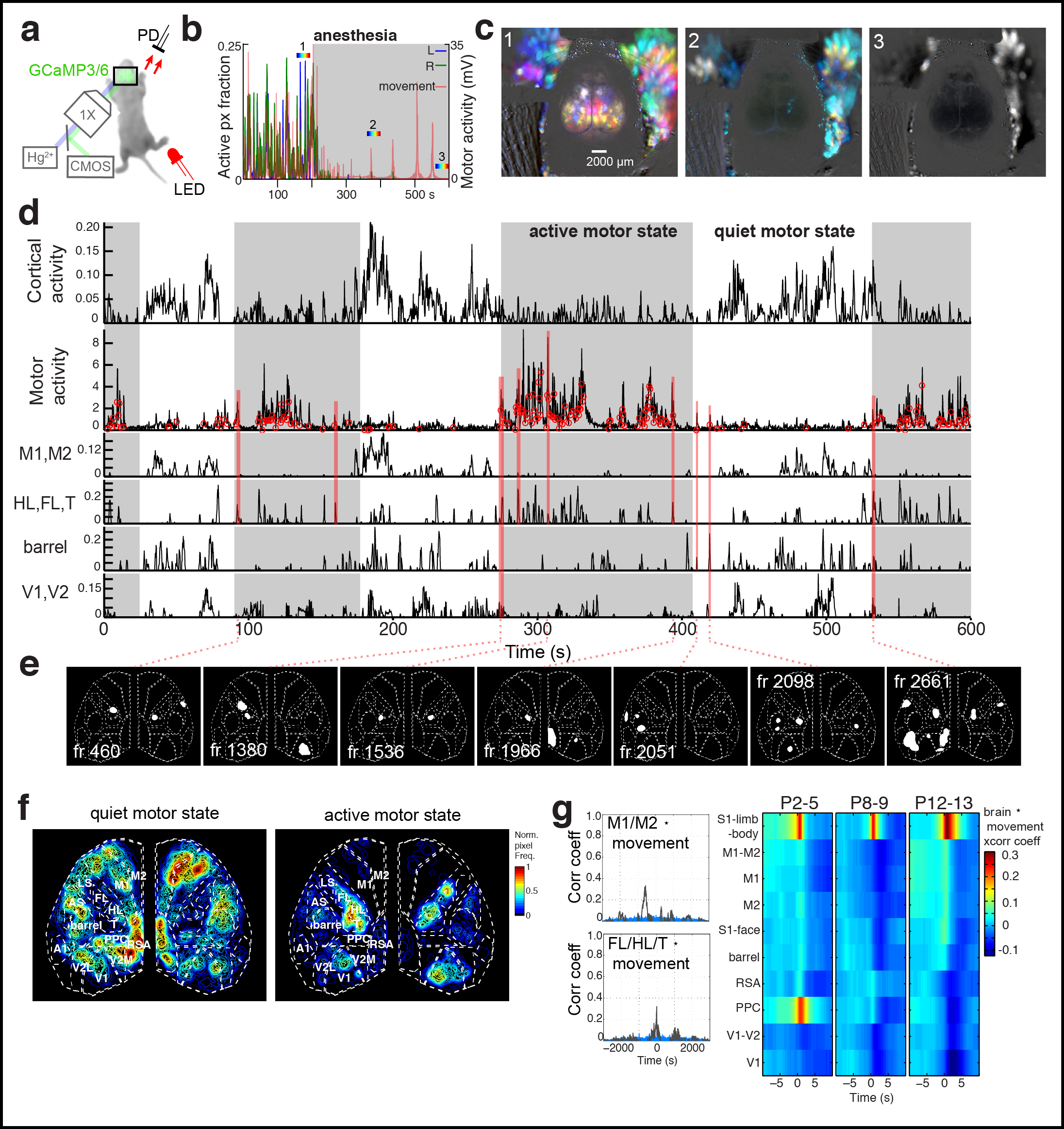 Figure 3. Cortical domain activity is state dependent. a Experimental schematic. Red light illumination measured with a photodiode (PD) was used to monitor motor movements. b Cortical activity (active pixel fraction by hemisphere) and motor movement signal after onset of isoflurane anesthesia at 205 s. c Time projection maps (40 s segments) at times indicated in recording from b. d Cortical activity and coincident motor activity signals. Gray shading indicates active and quiet motor periods determined by the half-rise and decay times from peak in the low pass filtered motor signal. Active pixel fraction traces for motor (M1,M2), somatosensory (HL,FL,T; barrel), and visual (V1,V2) cortex shown at bottom of panel. Red links show synchronized motor movements and brain activity with different cortical regions. e Single frame domain masks for times indicated in d. f Pixel activation frequency maps during quiet and active motor periods. g Cross-correlation functions between cortical regions and motor movement signals. Notice the general weak correlation between motor movement and all cortical activity signals (r = , p = ) and the high positive correlation between motor movement and S1-limb/body signals (r = 0.3019, p < 2.2e-16).