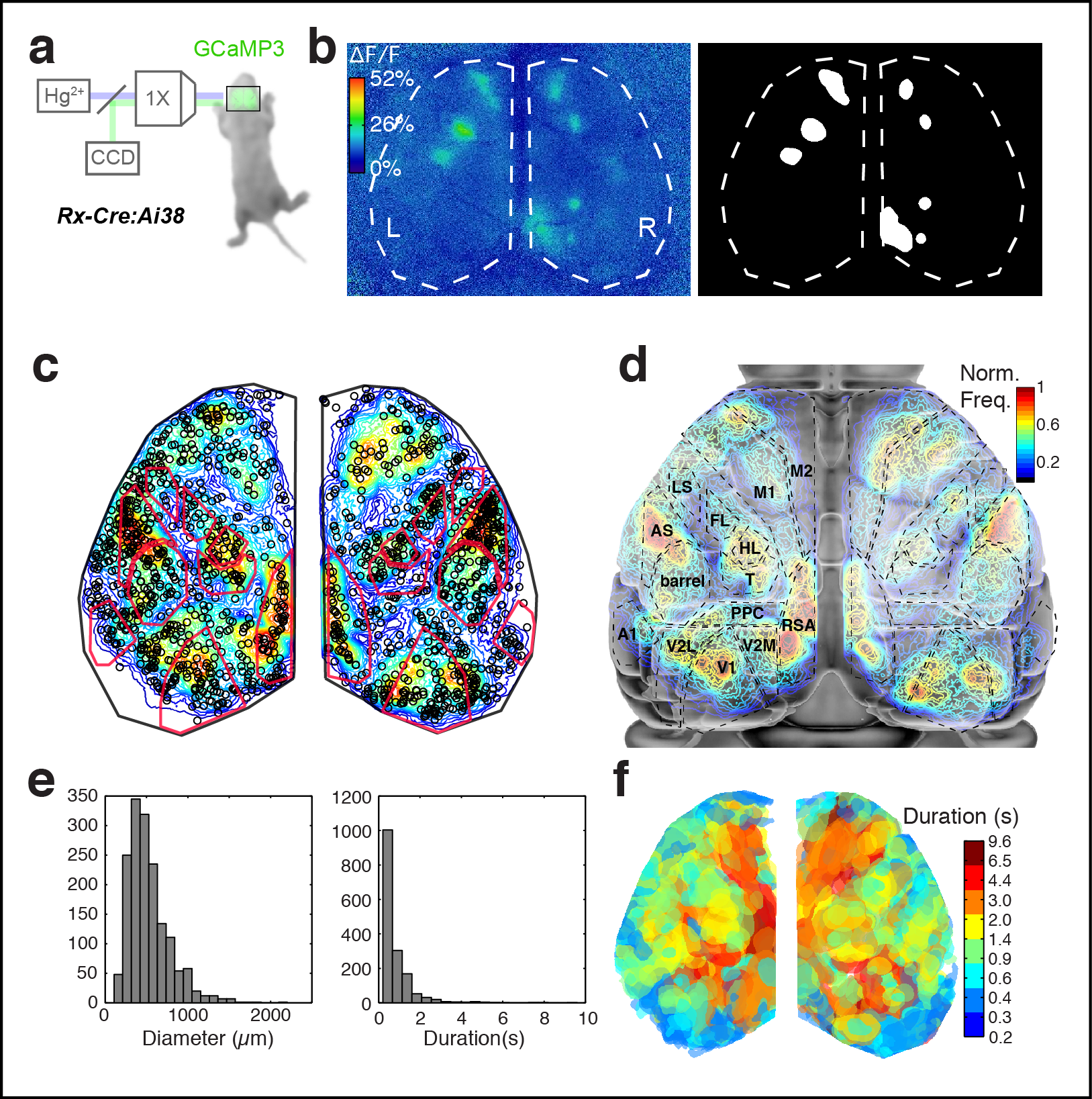 Figure 1. Calcium domains throughout neonatal mouse isocortex. a Experimental schematic. b Single image frame showing calcium domains in both hemispheres at P3 and automatically detected domain masks. c Functional activity map at P3. Based on pixel activation frequency from detected domains in a single 10 min recording. Map is overlaid on cortical areal parcellations. Notice localized maxima and minima of functional activity between areas that approximate known anatomical cortical area boundaries and the mirroring of map structure bilaterally. d Histograms showing the distribution of spatial diameters and durations for calcium domains.