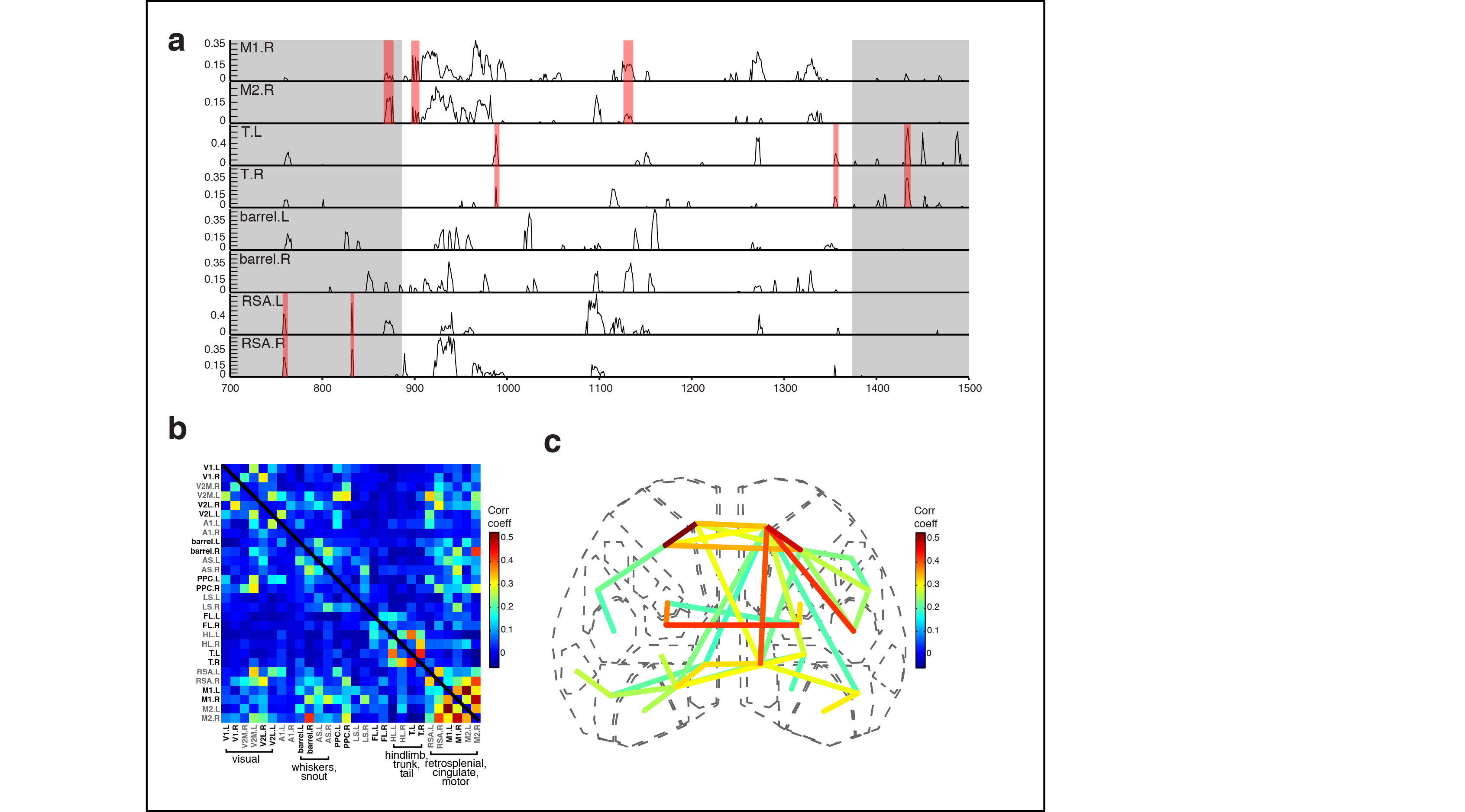 Figure 4. Subnetworks in developing isocortex. a Areal trace examples. b Correlation matrix of domain activity among cortical areas. c Graph.
